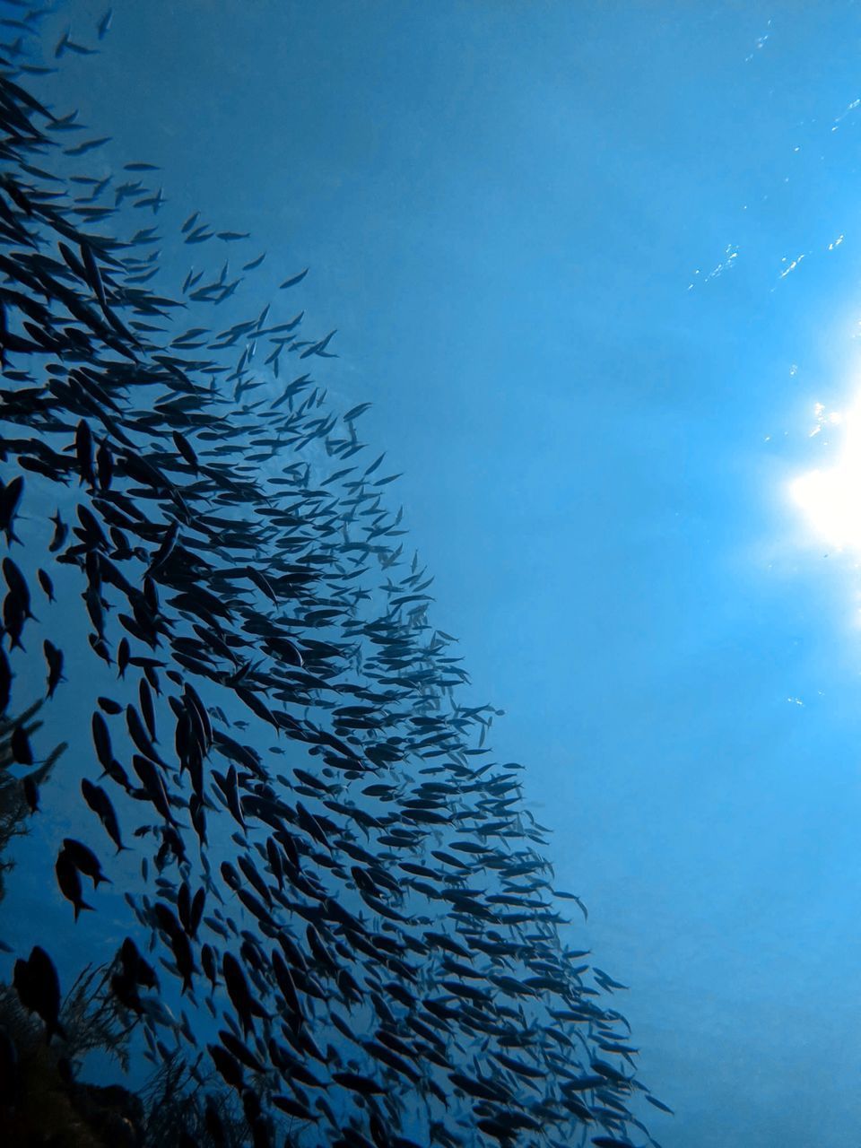 FISH SWIMMING UNDERWATER