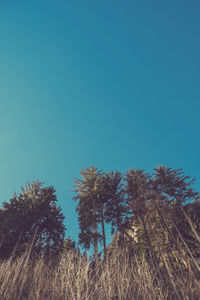 Low angle view of trees against clear blue sky