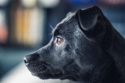 Close-up of dog looking away