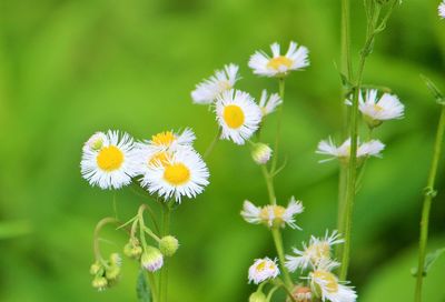 Close-up of yellow flowers blooming outdoors