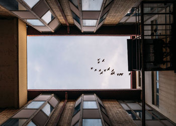 Low angle view of birds flying against sky