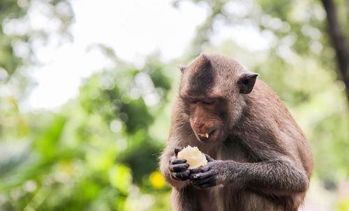 Monkey eating fruit on tree