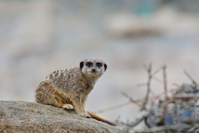 Close-up of a meerkat on a rock