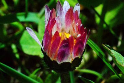 Close-up of pink flowers