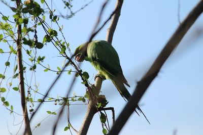 Low angle view of bird perching on branch against sky