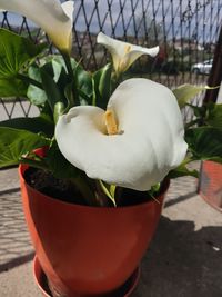 Close-up of potted plant