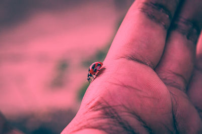 Close-up of ladybug on human hand