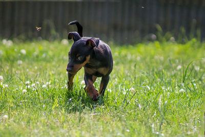 Dog on field