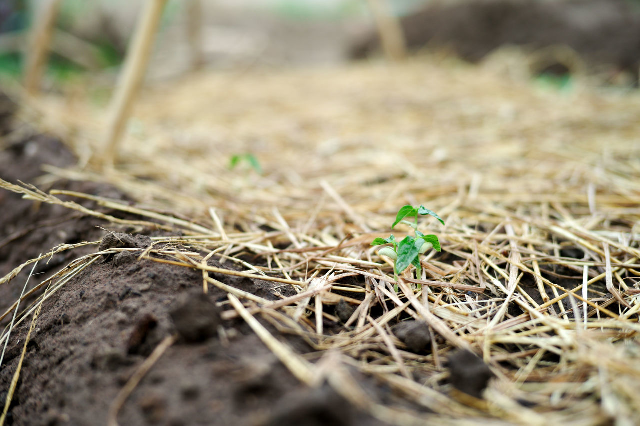 CLOSE-UP OF SMALL TOY IN FIELD