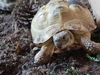 Close-up of a turtle