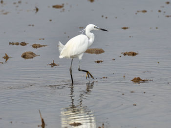 Bird in lake