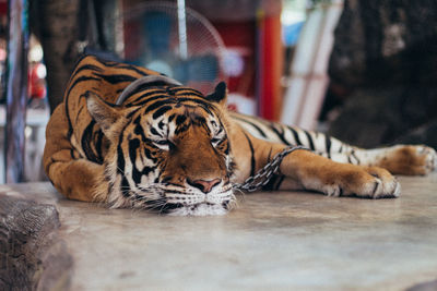 Tiger resting in a zoo