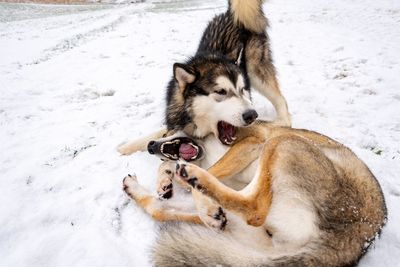 Two dogs on snow covered field