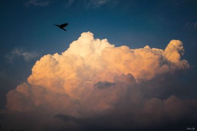 Low angle view of silhouette bird flying against sky