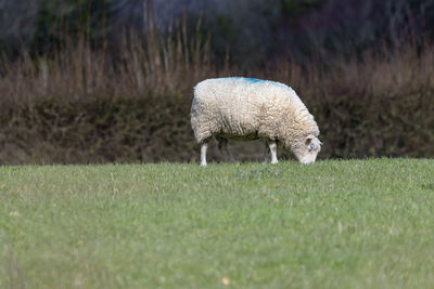 Sheep grazing in a field