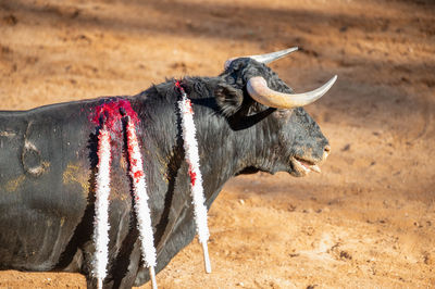 Close-up of cow