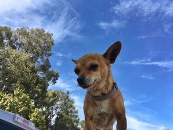 Close-up of dog against sky