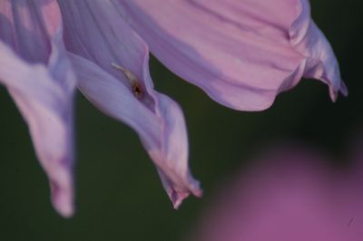 Close-up of pink flower