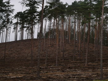 Trees in forest against sky