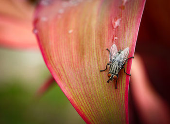 Close-up of insect on red flower