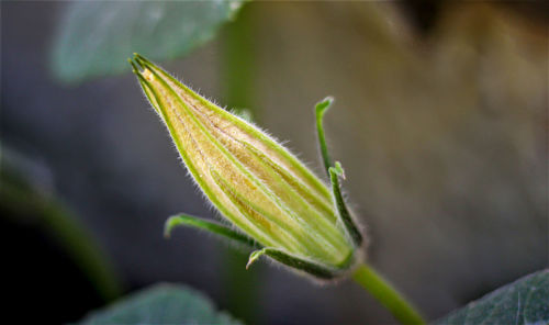 Close-up of plant
