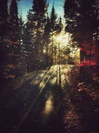 Road passing through forest