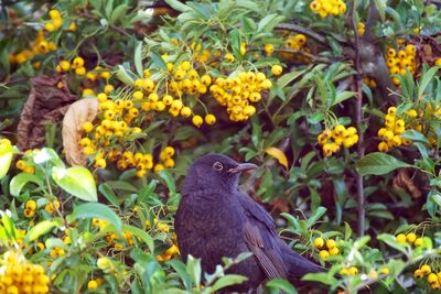 High angle view of bird on plants