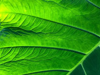 Full frame shot of green leaf