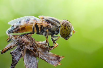 Close-up of insect on flower