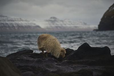 Sheep close to the sea