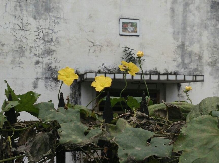 flower, plant, built structure, yellow, architecture, growth, wall - building feature, fragility, potted plant, freshness, leaf, petal, building exterior, house, flower head, wall, window, blooming, front or back yard, stem