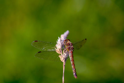 Close-up of dragonfly