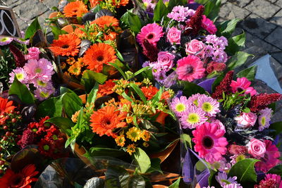 Close-up of pink flowers blooming outdoors