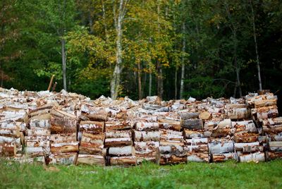 Stack of firewood in forest