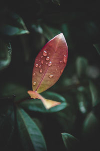 Close-up of wet plant