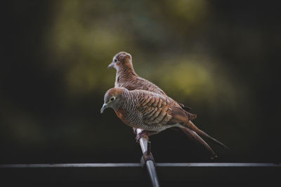 Close-up of bird perching on railing