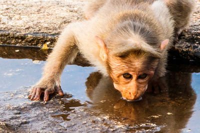 Portrait of dog in lake