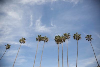 Low angle view of palm trees against sky