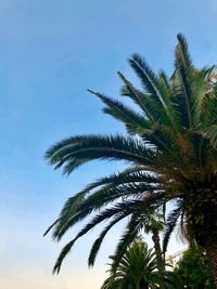 Low angle view of palm tree against sky