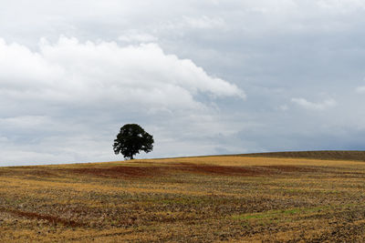 Trees on field against sky