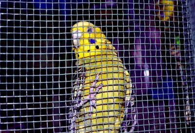 Close-up of bird in cage