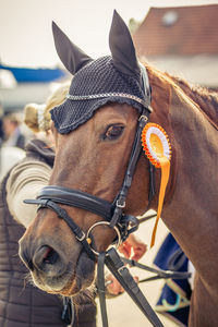 Close-up of a horse
