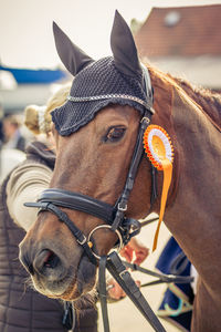 Close-up of a horse