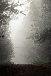 Scenic view of forest against sky during rainy season