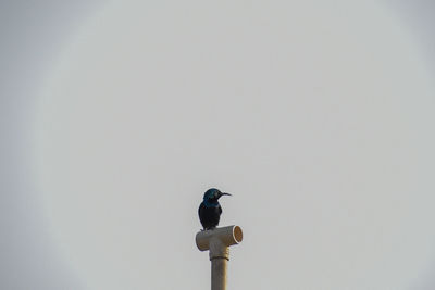 Low angle view of bird perching on street light