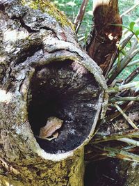 Close-up of tree trunk in forest