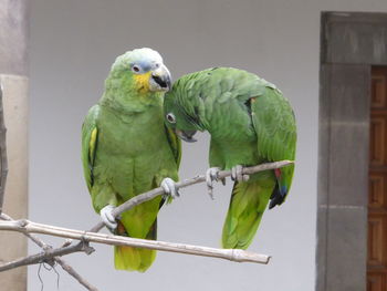 Close-up of parrot perching on metal