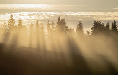 Trees in forest against sky