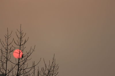 Low angle view of silhouette tree against sky during sunset