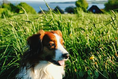 Close-up of dog on grassy field